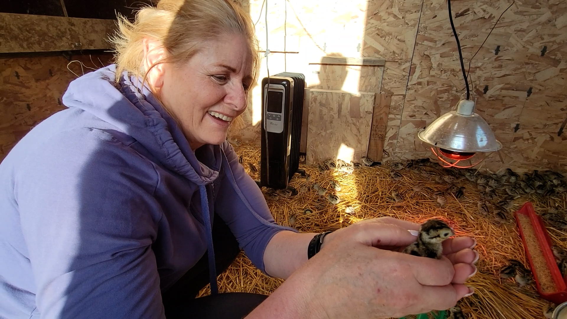 The Baby Pheasant Chicks Arrive!