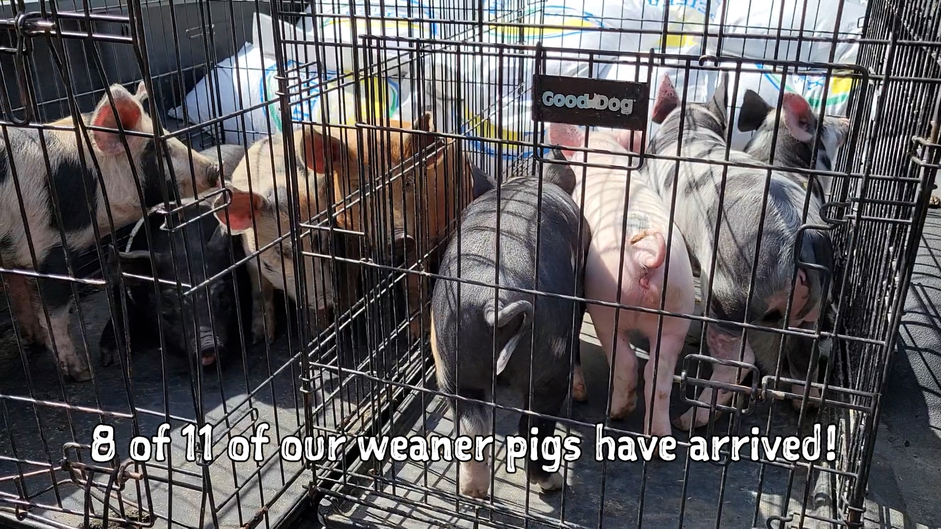 The Weaner Pigs are Here!