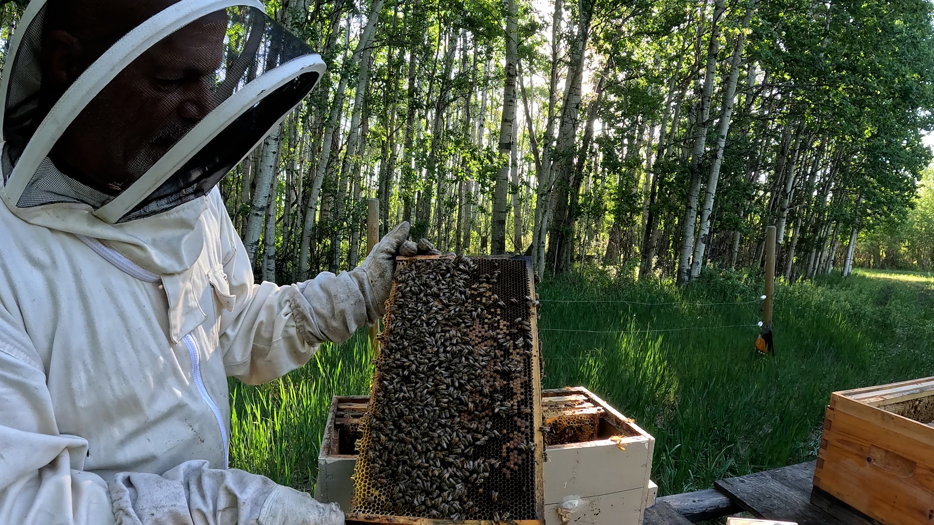 Bees!