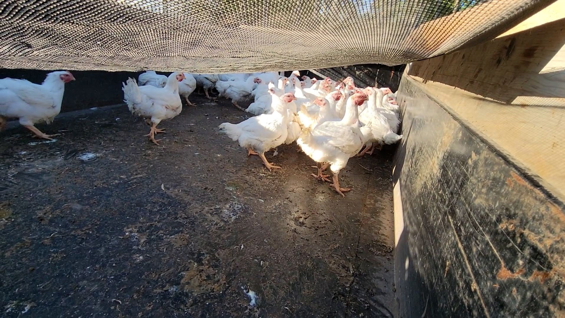 We Process the Broilers