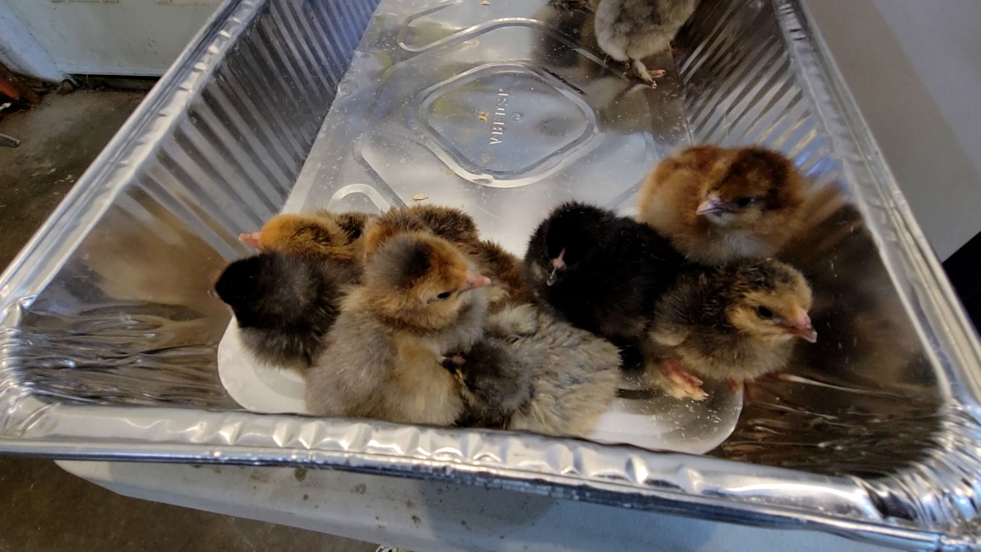 Hatching Chicks!
