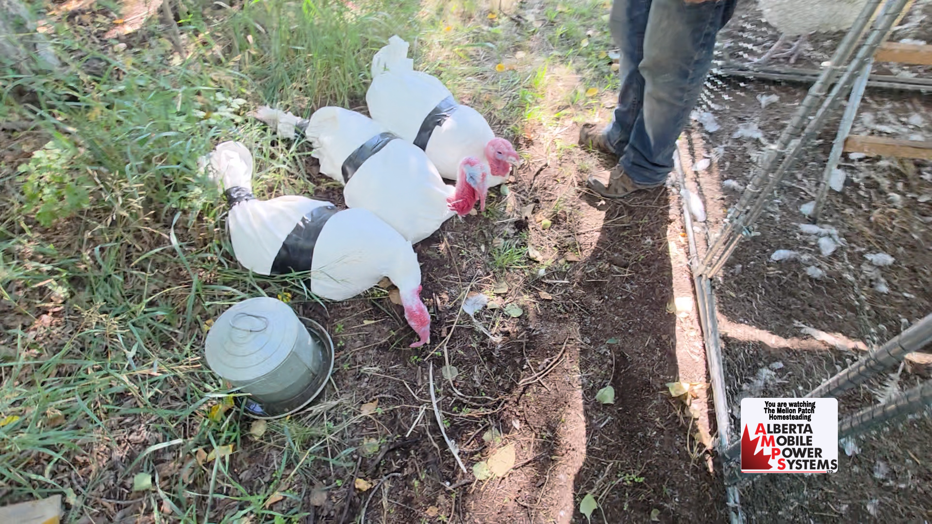 Turkeys and Ducks!