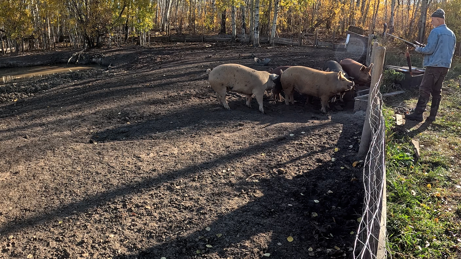 Hog Killing Time
