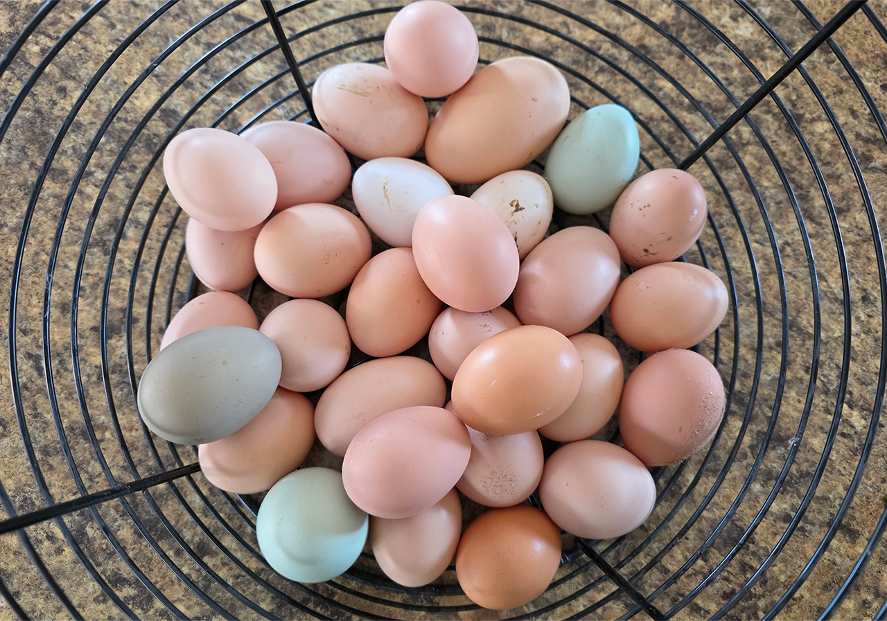 Free-range hens roaming the pasture at The Mellon Patch