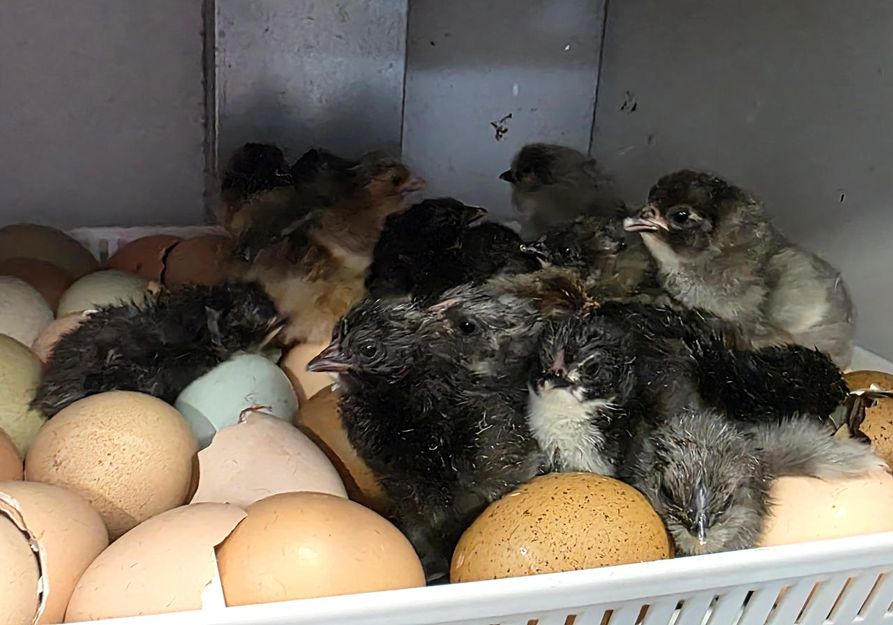 Newly hatched yellow chicks on fresh straw