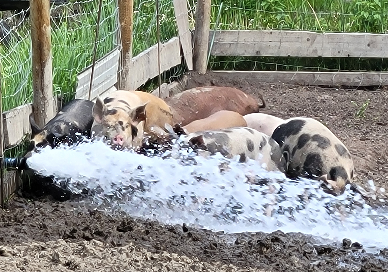 Pasture-raised heritage pigs at The Mellon Patch